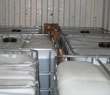 ibcs